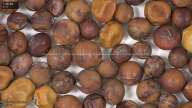 column seed