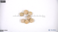 column seed