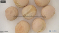 column seed
