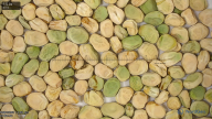 seed