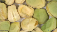 column seed