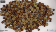 seed