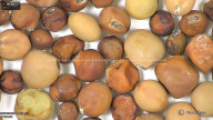 column seed