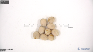 column seed