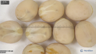 column seed