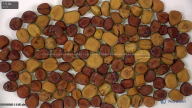seed