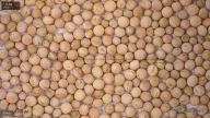column seed