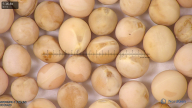 column seed