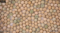 seed