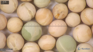 column seed