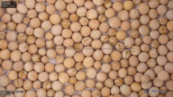 seed