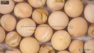 column seed
