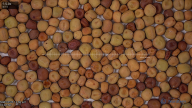 seed