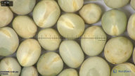 column seed