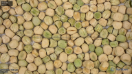 column Seed