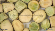 column seed