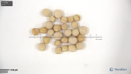 column seed