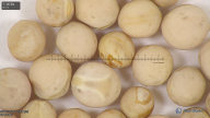 column seed