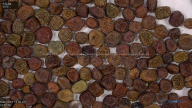 column seed