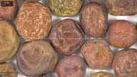 column seed