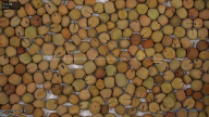 seed