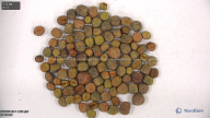 seed
