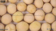 column seed