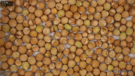 seed