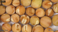 column seed