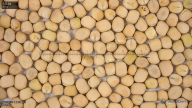 seed