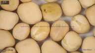 column seed