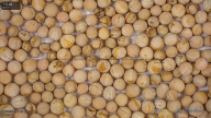 seed