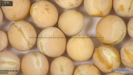 column seed