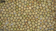 seed