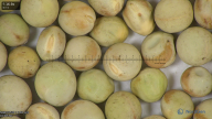 column seed