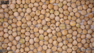 seed