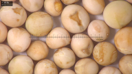 column seed