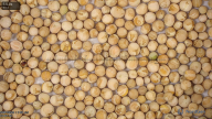 seed