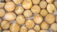 column seed