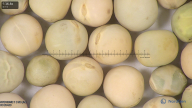 column seed
