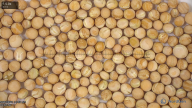 column seed