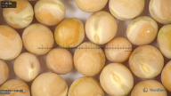 column seed