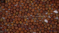 seed
