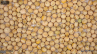seed