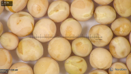 column seed