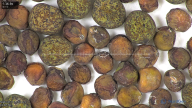 column seed