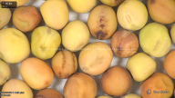 column seed