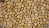 column seed