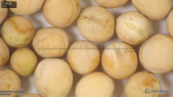 column seed