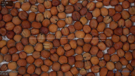 seed